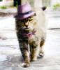 whiskersthelong Avatar