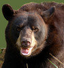 AnBear Avatar
