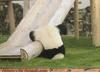 PandasGirl Avatar