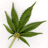 smokinhigh Avatar