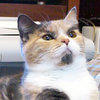 lenincat Avatar