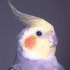 BLOCKATIEL Avatar