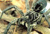 wolfspider Avatar