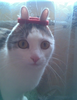 themadkitty Avatar