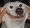 worldofwarcraftdog Avatar