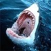 SharkkAttackk Avatar