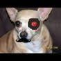 cyborgchihuahua Avatar