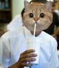domycatdaddy Avatar