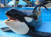 SHAMU Avatar