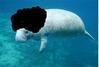 AfroManatee Avatar