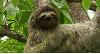 lamaswithhats Avatar