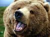 hyperbear Avatar