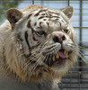 ELTIGRE Avatar