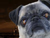 pitpug Avatar