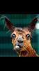 donalbaine Avatar