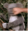 snipingkoala Avatar