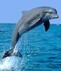 dolphinshaft Avatar