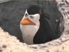 kowalski Avatar