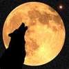 Offspringofwolves Avatar