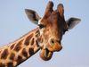 adrenalinegiraffe Avatar