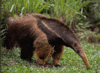 AnimalsAnteater Avatar