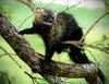 fishercat Avatar