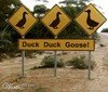 duckduckgoose Avatar