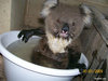 Fuzzymarsupial Avatar