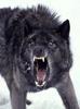 TheInsanityWolf Avatar