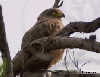 dramaticeagle Avatar