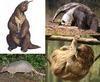 xenarthra Avatar