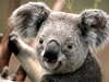 ZOOBOOZOO Avatar