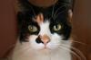 mycatislookingatme Avatar