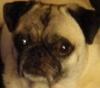puggles Avatar