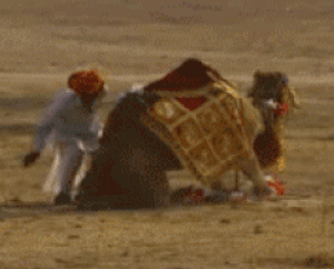 Camel_e17a87_603022.gif