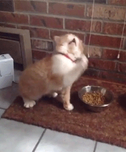 Une situation, un gif! Cat+sneezing+or+maybe+it+s+writing+a+symphony+with_53f49f_5289506