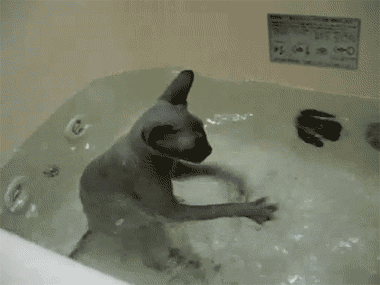 Cat Swimming In Bathtub. .. This deserves a &quot;Party hard&quot; .gif.