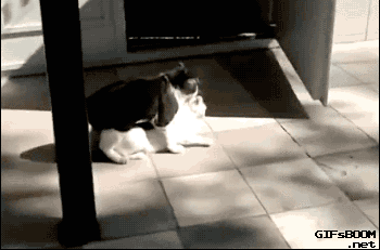 Catnapping_5ce646_5478184.gif