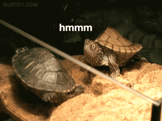 classic animal gif comp. welcome animal lovers have a nice day!.. WEASEL!