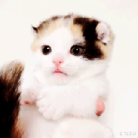classic animal gif comp. welcome animal lovers have a nice day!.. WEASEL!