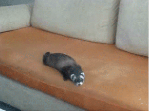 classic animal gif comp. welcome animal lovers have a nice day!.. WEASEL!