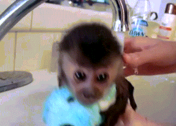 classic animal gif comp. welcome animal lovers have a nice day!.. WEASEL!