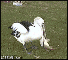 classic animal gif comp. welcome animal lovers have a nice day!.. WEASEL!