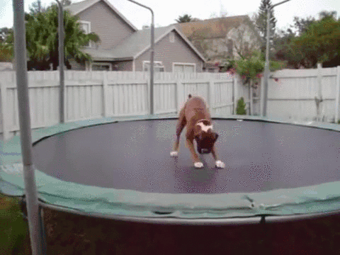 Cute Dog gifs. .. I think cats are cuter