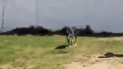 Cute Dog gifs. .. I think cats are cuter