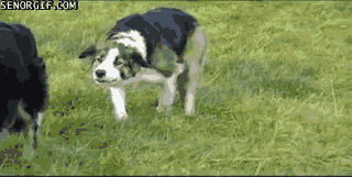 Cute Dog gifs. .. I think cats are cuter