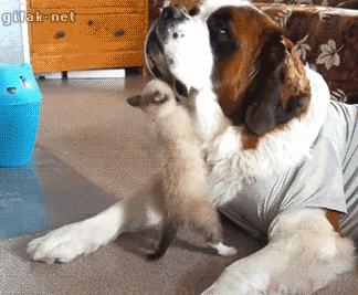 Cute Dog gifs. .. I think cats are cuter