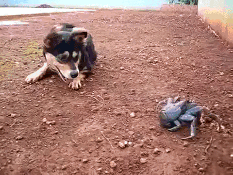 Cute Dog gifs. .. I think cats are cuter