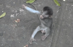 cute animal gifs. HUG ME BROTHAAAA.