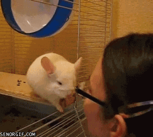 cute animal gifs. HUG ME BROTHAAAA.